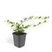 Cotoneaster Dammeri - Sæt Med 6 Stk
