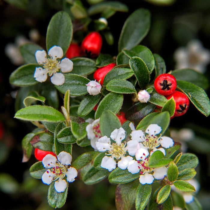 Cotoneaster Dammeri - Sæt Med 6 Stk