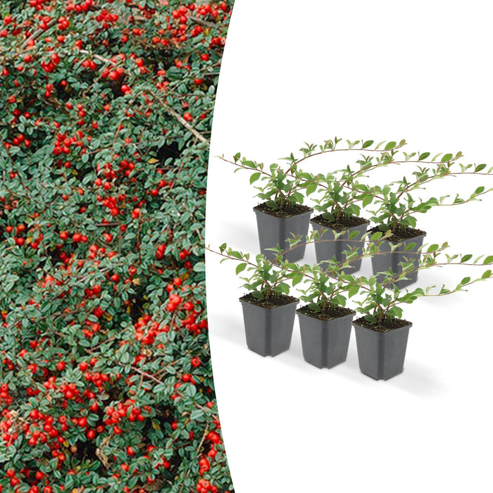 Cotoneaster Dammeri - Sæt Med 6 Stk