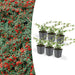 Cotoneaster Dammeri - Sæt Med 6 Stk