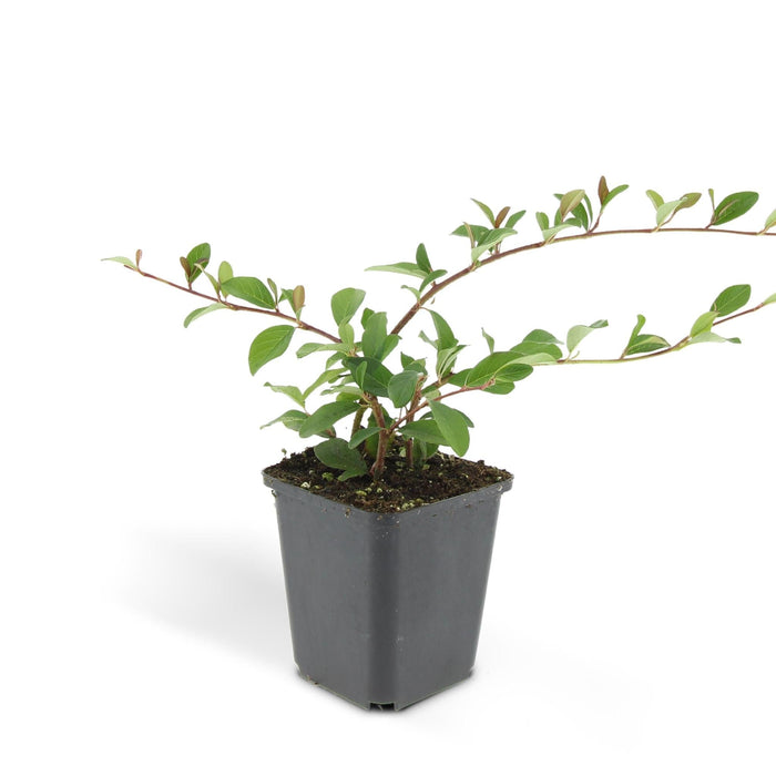 Cotoneaster Dammeri - Sæt Med 6 Stk