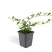 Cotoneaster Dammeri - Sæt Med 6 Stk