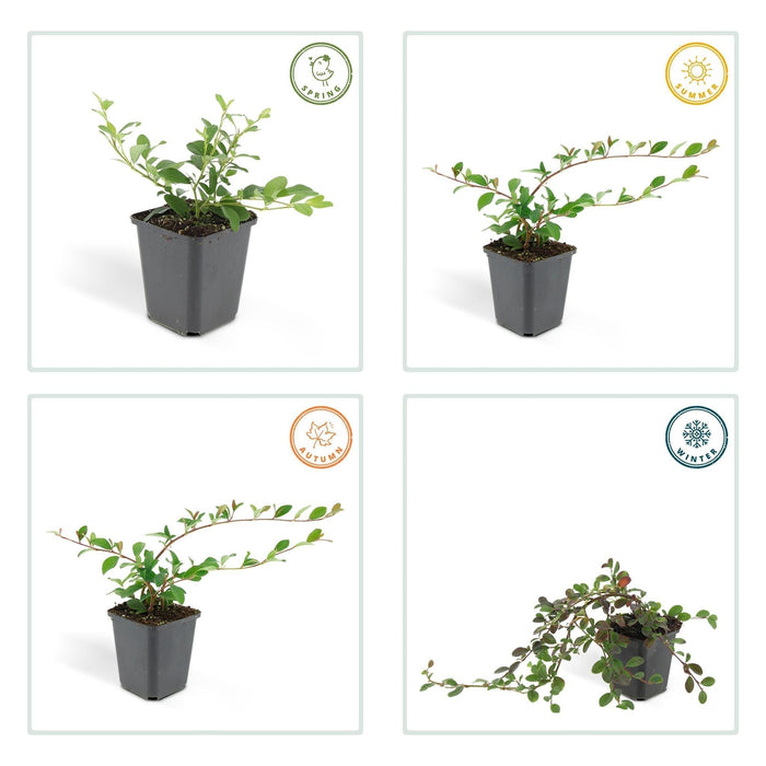 Cotoneaster Dammeri - Sæt Med 6 Stk