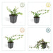 Cotoneaster Dammeri - Sæt Med 6 Stk