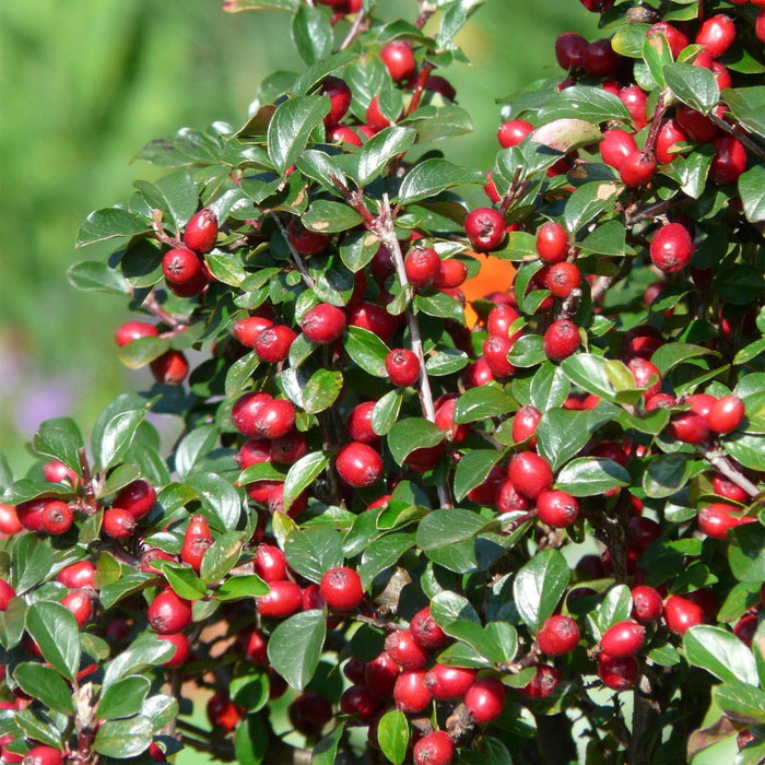 Cotoneaster Dammeri - Sæt Med 6 Stk