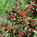 Cotoneaster Dammeri - Sæt Med 6 Stk