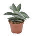 Crassula Boomerang H15Cm - Indendørs Sukkulentplante