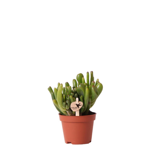 Crassula Hobbit H12Cm - Indendørs Sukkulentplante