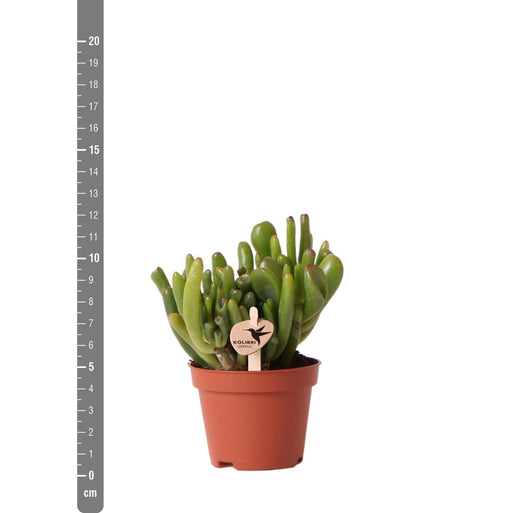 Crassula Hobbit H12Cm - Indendørs Sukkulentplante