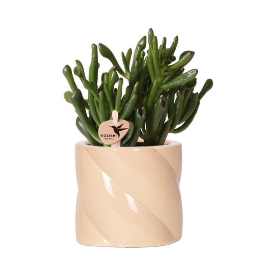 Crassula Hobbit + Pot Candy Lilac - Blomstrende Stueplante