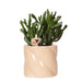 Crassula Hobbit + Pot Candy Lilac - Blomstrende Stueplante