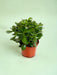 Crassula - Sølvet