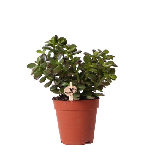 Crassula Minor H18Cm - Indendørs Sukkulentplante