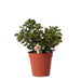 Crassula Minor H18Cm - Indendørs Sukkulentplante