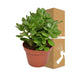 Crassula Ovata Convoluta H21Cm - Indendørs Sukkulentplante