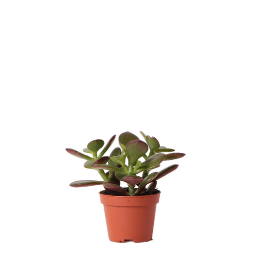 Crassula Ovata H8Cm - Mini Indendørs Sukkulentplante