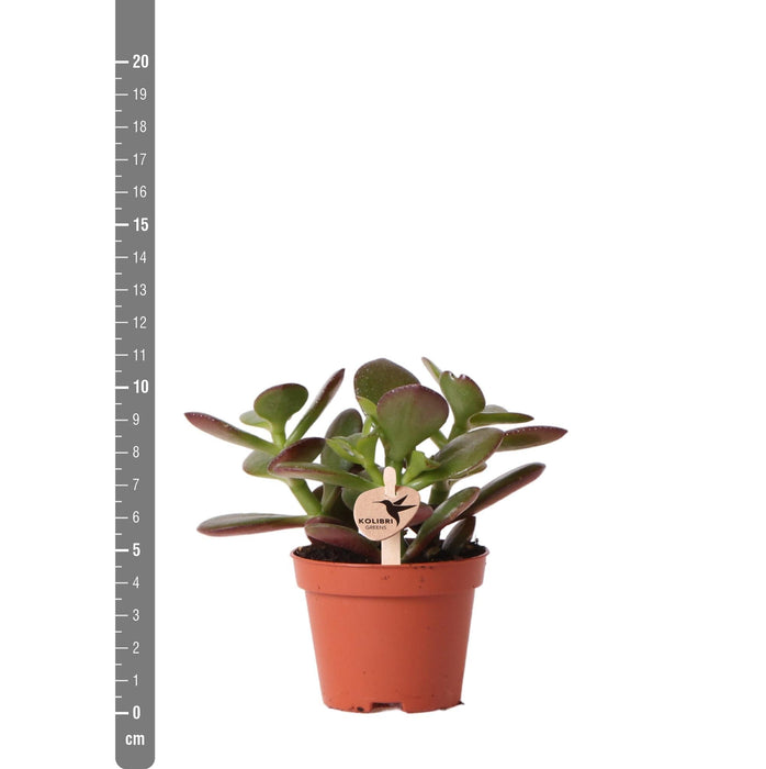 Crassula Ovata H8Cm - Mini Indendørs Sukkulentplante