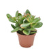Crassula Ovata Sunset - Indendørs Sukkulentplante