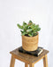 Crassula Ovata Sunset - Indendørs Sukkulentplante
