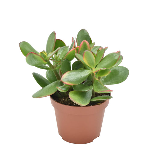 Crassula Ovata Sunset - Indendørs Sukkulentplante