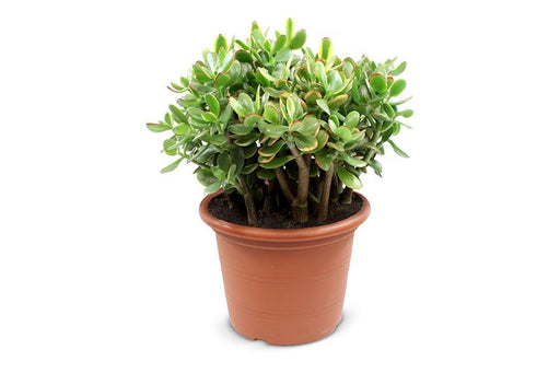 Crassula Sunset - Indendørs Sukkulentplante