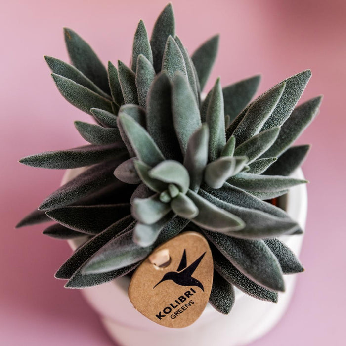 Crassula Tarantula | Sukkulent Stueplante