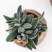 Crassula Tarantula | Sukkulent Stueplante