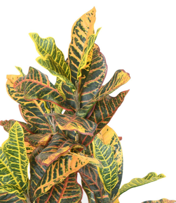 Kunstig Croton H.100Cm Til Indvendig Udsmykning