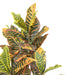 Kunstig Croton H.100Cm Til Indvendig Udsmykning