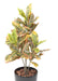 Kunstig Croton H.100Cm Til Indvendig Udsmykning