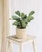 Ctenanthe Lovable - H14Cm, Ø14Cm - Indendørs Plante