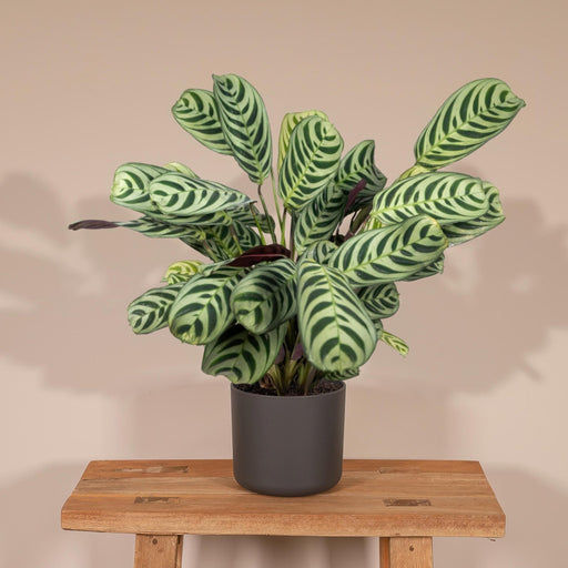 Ctenanthe Lovable - H14Cm, Ø14Cm - Indendørs Plante
