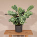 Ctenanthe Lovable - H14Cm, Ø14Cm - Indendørs Plante