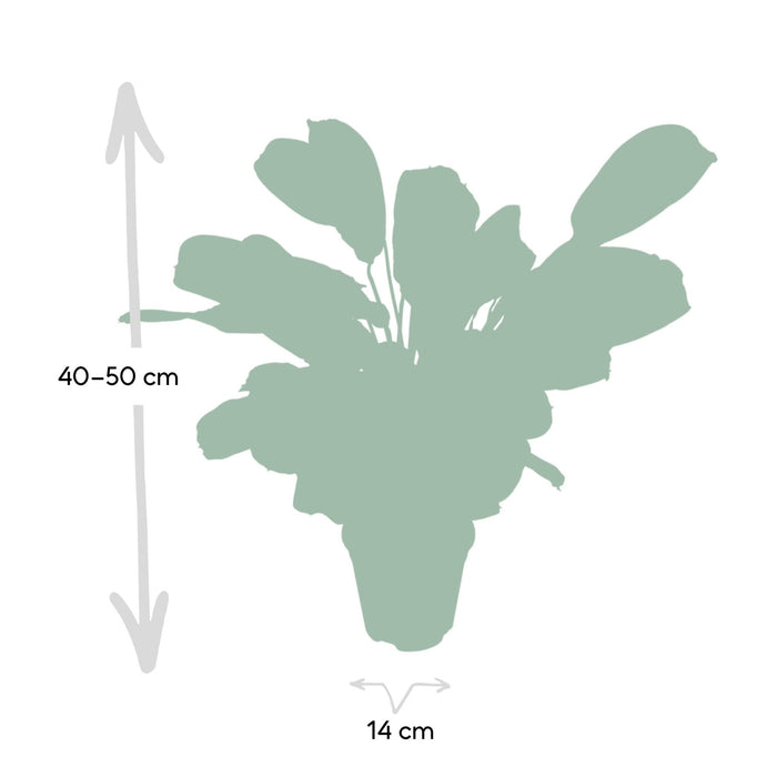 Ctenanthe Lovable - H14Cm, Ø14Cm - Indendørs Plante