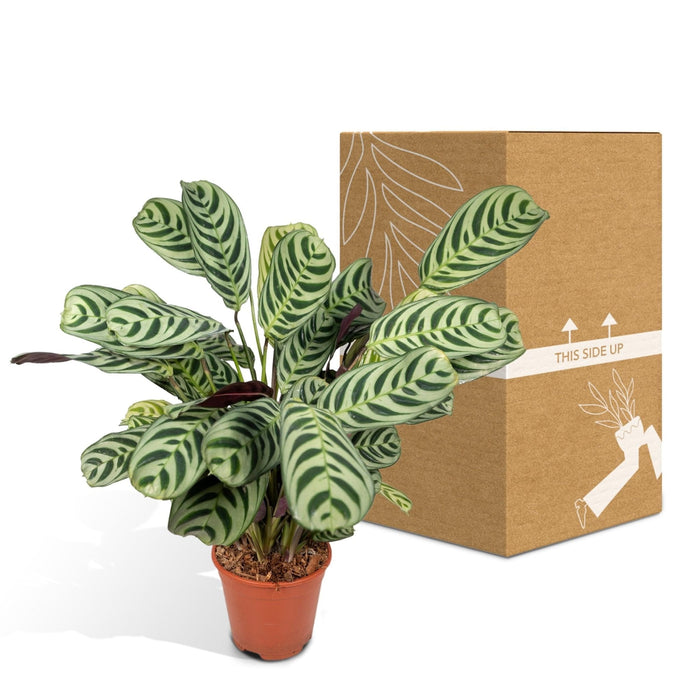 Ctenanthe Lovable - H14Cm, Ø14Cm - Indendørs Plante