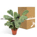 Ctenanthe Lovable - H14Cm, Ø14Cm - Indendørs Plante