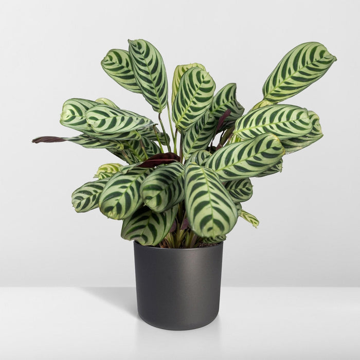 Ctenanthe Lovable - H14Cm, Ø14Cm - Indendørs Plante