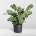 Ctenanthe Lovable - H14Cm, Ø14Cm - Indendørs Plante