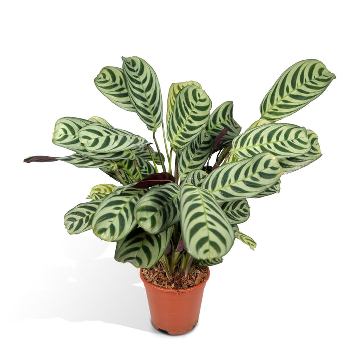 Ctenanthe Lovable - H14Cm, Ø14Cm - Indendørs Plante