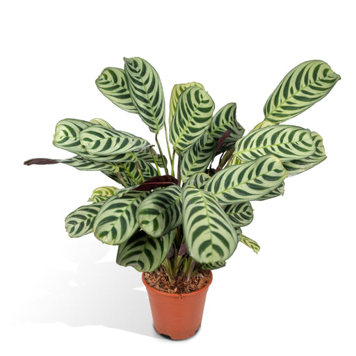 Ctenanthe Lovable - H14Cm, Ø14Cm - Indendørs Plante