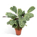 Ctenanthe Lovable - H14Cm, Ø14Cm - Indendørs Plante