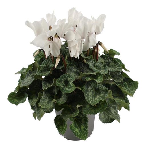 Hvid Cyclamen - Balkonblomstrende Plante