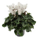 Hvid Cyclamen - Balkonblomstrende Plante