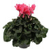 Bleg Pink Cyclamen - Balkonblomstrende Plante