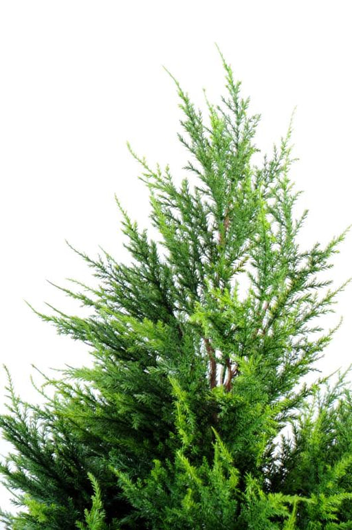 Kunstig Cypres Juniperus 160Cm Grøn Gul
