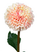 Kunstig Dahlia Stængel 96 Cm Creme Pink Dekorative Blomster