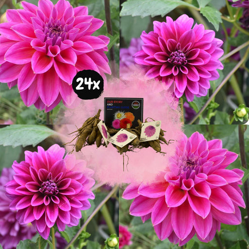 Klokkeblå Dahlia Store Kronblade - Æske Med 24 Løg