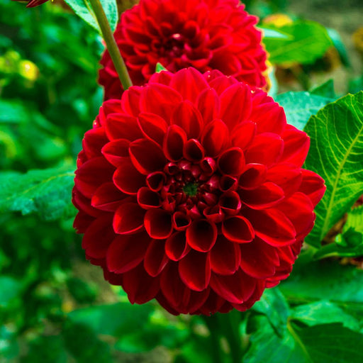 Dahlia-Løg - 2 Mellemstore Æsker Med Luksus 2 X 4 Hollandske Georginer