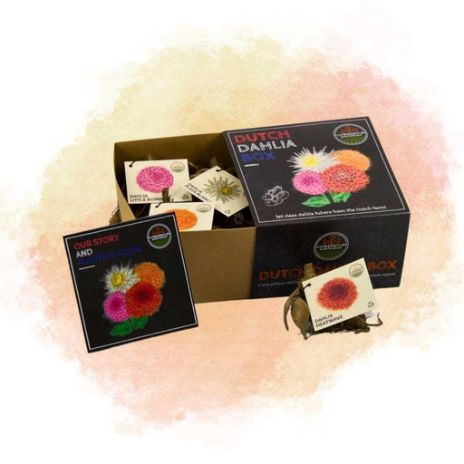 Dahlia-Løg - 2 Mellemstore Æsker Med Luksus 2 X 4 Hollandske Georginer