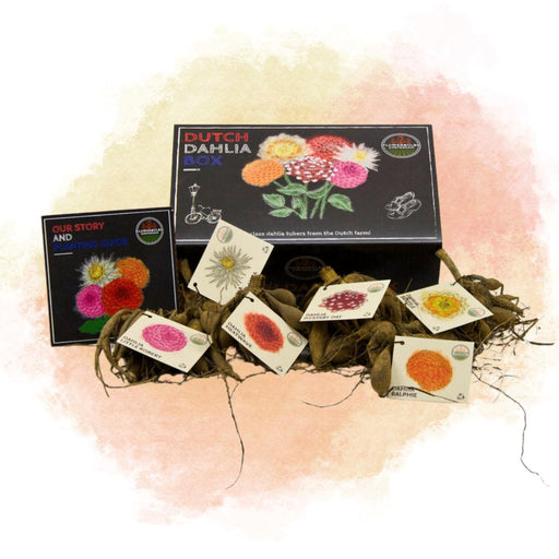 Dahlia-Løg - 2 Store Luksusæsker 2 X 6 Hollandske Georginer